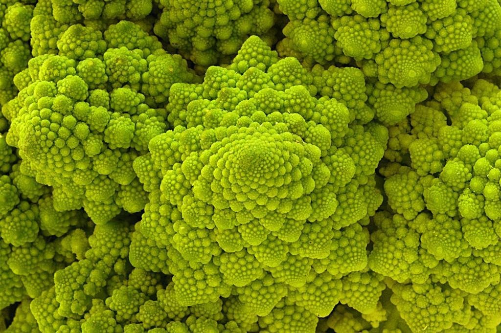 BROCCOLI - ピノピ H&F Broccoli | Bejo